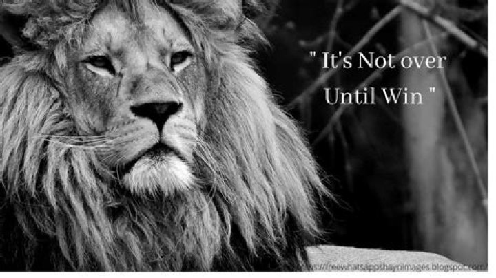 Motivational Quotes With Lion